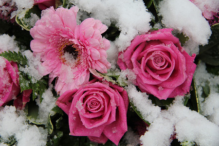 雪地玫瑰摄影照片_雪地里的粉红玫瑰和非洲菊