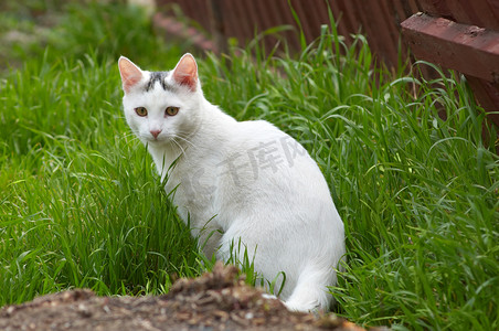 草丛中的白色流浪猫
