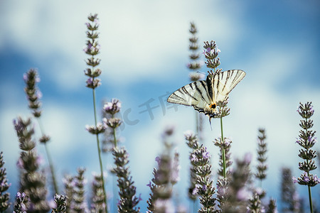 紫色薰衣草摄影照片_紫色薰衣草盛开的蝴蝶，法国，明信片