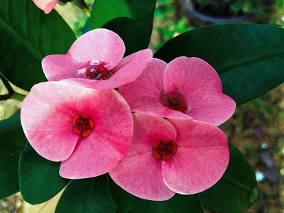 poi摄影照片_特写 Poi Sian 花粉红色和绿色