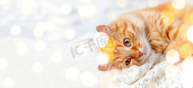 针织衫上印有可爱姜猫的横幅。