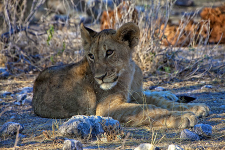 纳米比亚非洲埃托沙国家公园的幼狮