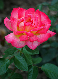 美丽的玫瑰花瓣娇嫩，香气扑鼻，是送给女性鲜花的完美礼物。