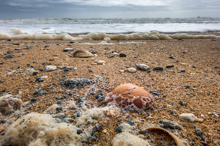 葡萄牙夸尔泰拉海滩上的贝壳