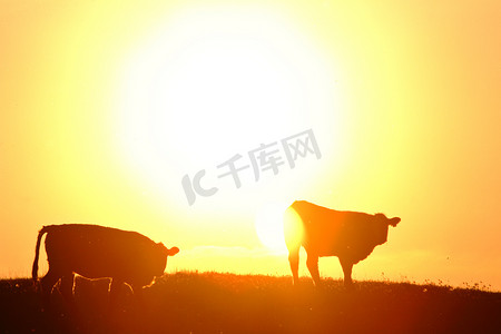 太阳在萨斯喀彻温省的牛群后面落山