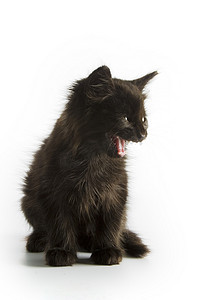 猫咪边框摄影照片_黑色小猫