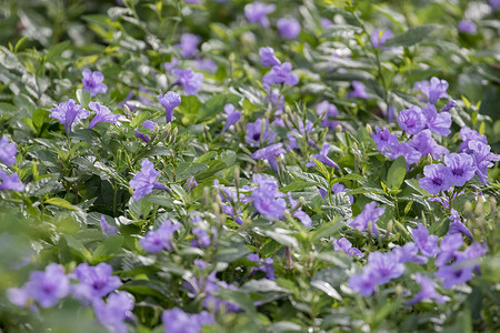 草原上的紫色小花