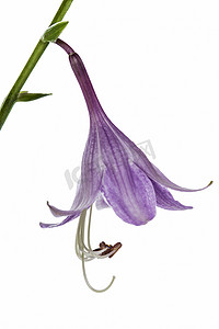 紫玉簪 (funkia) 的花，在白色背景上被隔离