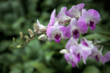 谢赫萨巴赫艾哈迈德石斛 (Dendrobium Neha x Dendrobium C