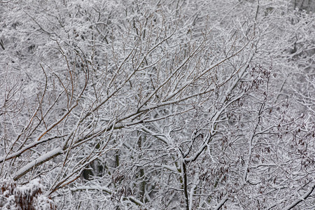 黑色和白色的树摄影照片_树枝和第一场白雪的精致自然图案