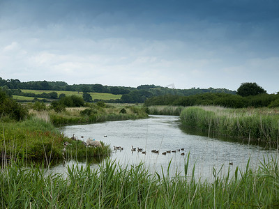有鸭子和羊草的英国河景景观湖