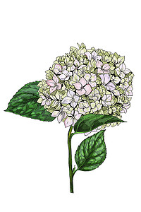 光荣背景摄影照片_在白色背景上孤立的光荣福禄考花的手绘插图。