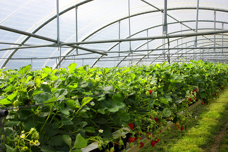 在温室草莓和草莓中培养