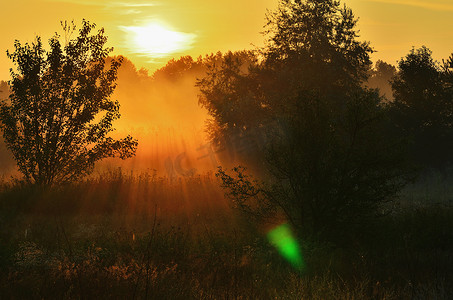 浓密的晨雾笼罩在高大的树木中，阳光明媚。