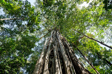 巨大的树根支撑着 Tangkoko 公园