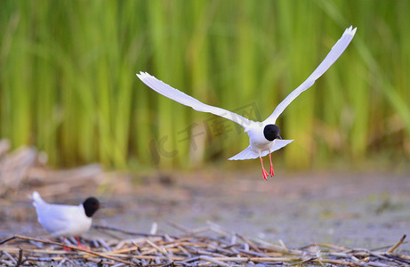 飞翔的黑头鸥 (Larus ridibundus)。