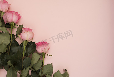 猛烈摄影照片_令人惊叹的粉红色玫瑰花束在强烈的粉红色背景上。
