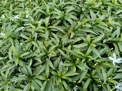 茉莉鲜花摄影照片_关闭具有自然背景的绿色栀子花（栀子花、茉莉花、茉莉花、danh danh、茉莉花）。