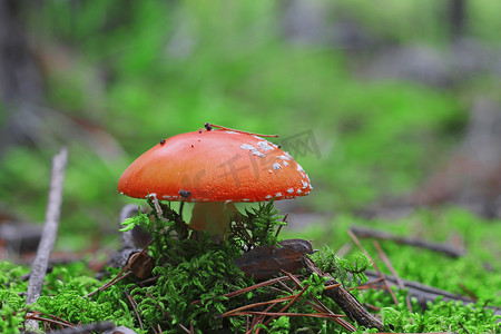 生长在夏天森林里的红色毒蘑菇