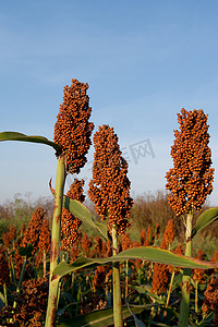高粱麦穗摄影照片_甜高粱 (sorghum dochna provar)