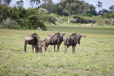 牛羚野生羚羊 Gnu 在非洲博茨瓦纳大草原