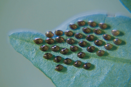昆虫叶子摄影照片_叶子下面的南瓜虫（半翅目）卵