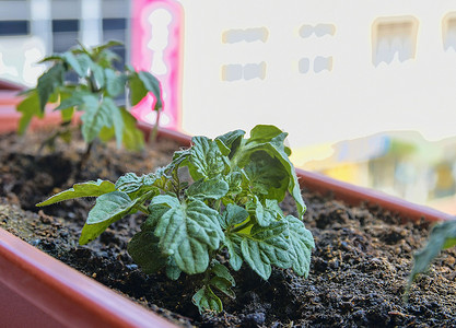 矮小植物摄影照片_矮小西红柿的种植和生长。