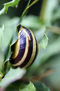 蜗牛壳摄影照片_蓟上的蜗牛