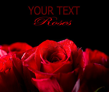 玫瑰花黑色摄影照片_孤立在黑色背景上的红玫瑰花