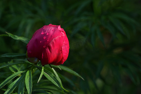 花园里的红野牡丹花