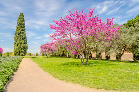 有开花的樱桃树、柏树和橄榄的美丽的庭院