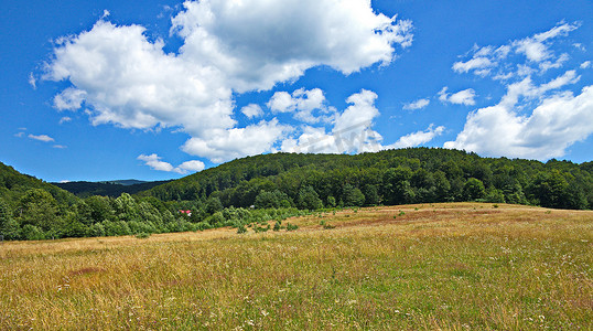 跨年徒步摄影照片_满是野花的田地，背景是绿色森林和蓝天，白色
