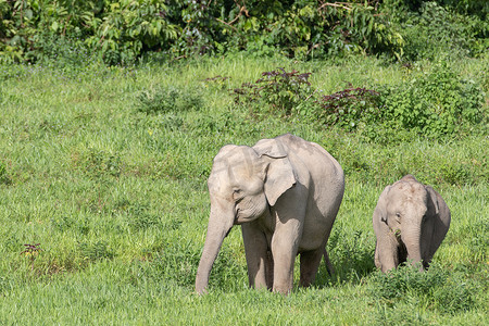 亚洲象是亚洲的五大动物