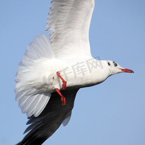 展翅摄影照片_飞翔的海鸥