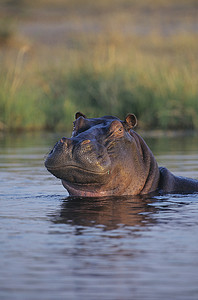 河马 (Hippopotamus Amphibius) 在水坑里洗澡