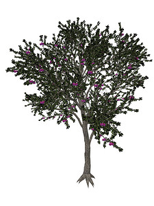 黑刺李或黑刺李树 — 3D 渲染