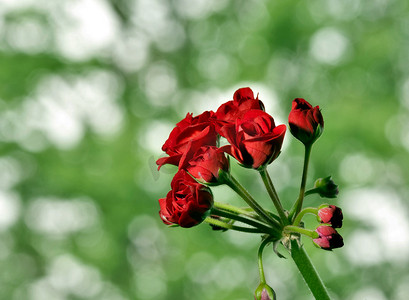 淡绿色背景中开始绽放红天竺葵的花蕾