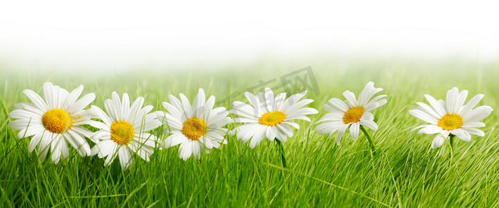 雏摄影照片_在绿草的白色雏菊花
