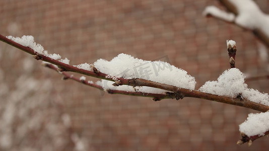 冬季降雪期间植物叶子上的雪