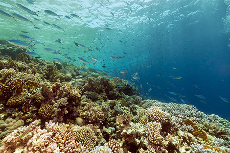 海底鱼背景摄影照片_红海中的鱼和热带珊瑚礁。