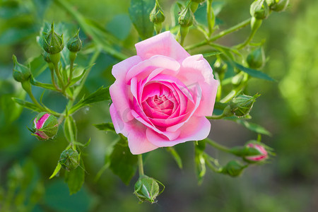 粉红玫瑰的分支与花和芽