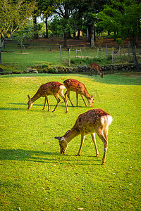日本奈良鹿摄影照片_日本奈良公园的梅花鹿