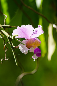夏天绿色森林摄影照片_兰花是泰国森林的生长