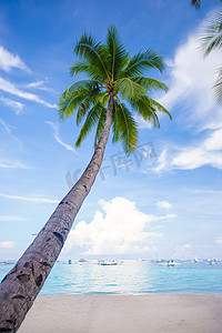 在沙滩背景蓝天的可可椰子树