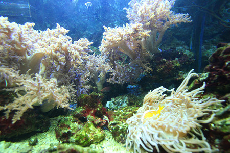 干净水中的珊瑚礁、石头和海藻。