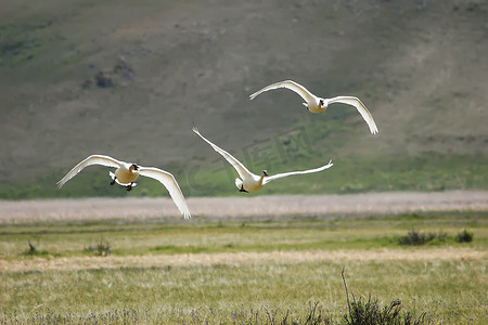 小号天鹅 (Cygnus buccinator) 飞行