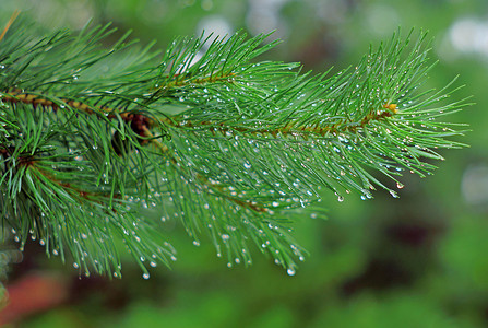 雨中背景摄影照片_雨中的松树枝滴特写