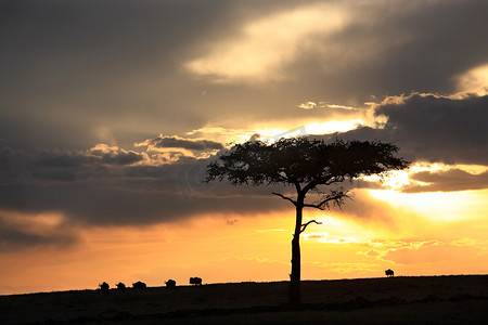 野生动物日落马赛马拉保护区在肯尼亚非洲