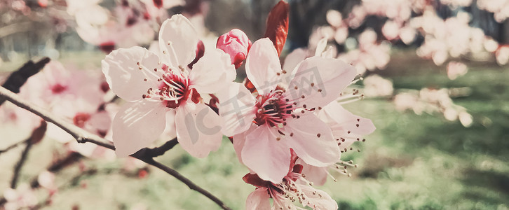 西极摄影照片_苹果树花的复古背景，春天的花开花