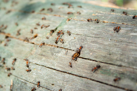 许多蚂蚁工作